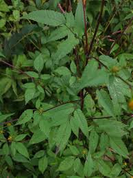 Attēlu rezultāti vaicājumam “Bidens frondosa”