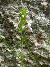 Attēlu rezultāti vaicājumam “Euphrasia”