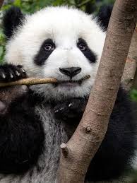 Image result for pandas