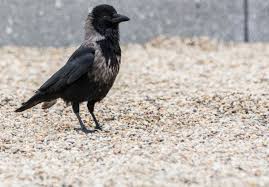 Attēlu rezultāti vaicājumam “Corvus cornix adult”