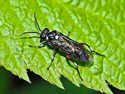 Attēlu rezultāti vaicājumam “Diderma umbilicatum macro”