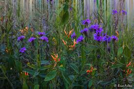 Attēlu rezultāti vaicājumam “Salix x doniana flower”