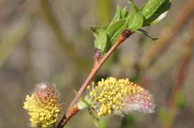 Attēlu rezultāti vaicājumam “Salix myrsinifolia female flower”