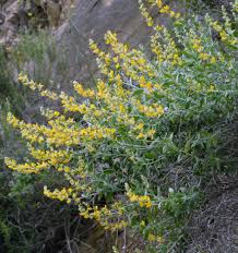 Attēlu rezultāti vaicājumam “Anthyllis maritima flower”