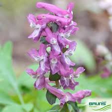 Attēlu rezultāti vaicājumam “Corydalis cava fruit”