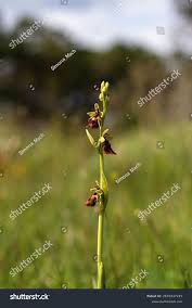 Attēlu rezultāti vaicājumam “Ophrys insectifera”