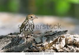 Image result for Seiurus aurocapilla