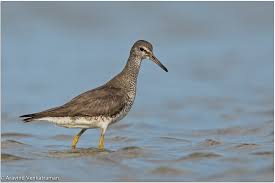 Image result for Tringa brevipes