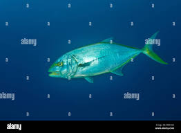 Image result for Caranx bartholomaei