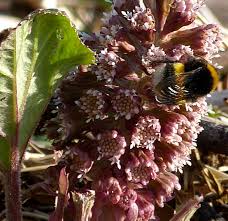 Attēlu rezultāti vaicājumam “Petasites hybridus flower”