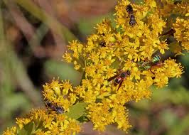 Attēlu rezultāti vaicājumam “Solidago virgaurea flower”
