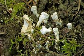 Attēlu rezultāti vaicājumam “Sistotrema confluens”