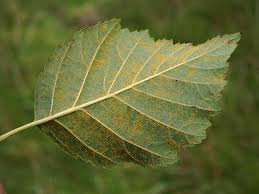 Attēlu rezultāti vaicājumam “Melampsoridium sp.”