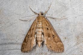 Attēlu rezultāti vaicājumam “Parapoynx stratiotata”