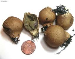 Attēlu rezultāti vaicājumam “Lycoperdon pyriforme young”