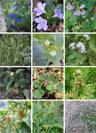 Attēlu rezultāti vaicājumam “Anagallis arvensis leaf”