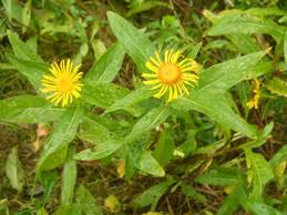 Attēlu rezultāti vaicājumam “Inula britannica bud”