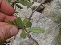 Attēlu rezultāti vaicājumam “Lycogala botrydium sessile”