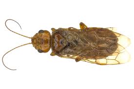 Attēlu rezultāti vaicājumam “Acantholyda erythrocephala”