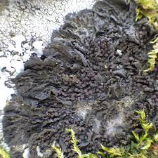 Attēlu rezultāti vaicājumam “Collema flaccidum”