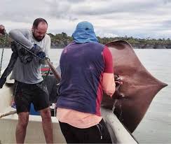 Image result for Hypanus longus