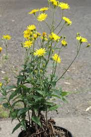 Attēlu rezultāti vaicājumam “Aulacidea hieracii”