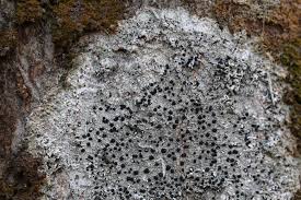 Attēlu rezultāti vaicājumam “Mycoblastus sanguinarius”