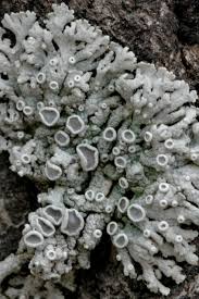 Attēlu rezultāti vaicājumam “Physcia aipolia”