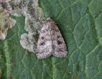 Attēlu rezultāti vaicājumam “Caradrina morpheus”