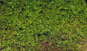 Attēlu rezultāti vaicājumam “Lycogala ustulatum sessile”