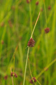 Attēlu rezultāti vaicājumam “Juncus conglomeratus”