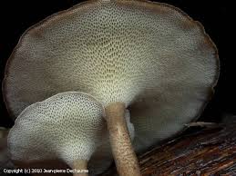 Attēlu rezultāti vaicājumam “Polyporus brumalis”