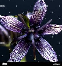 Attēlu rezultāti vaicājumam “Swertia perennis flower”