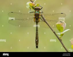 Attēlu rezultāti vaicājumam “Cordulia aenea”