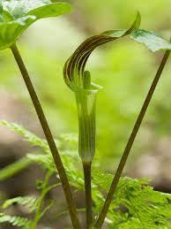 Attēlu rezultāti vaicājumam “Araceae”