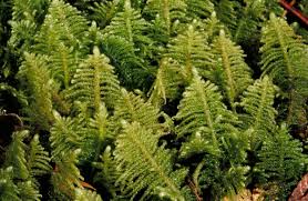 Attēlu rezultāti vaicājumam “Ptilium crista-castrensis sporophyte”