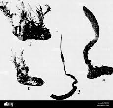 Attēlu rezultāti vaicājumam “Cordyceps stylophora”