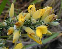 Attēlu rezultāti vaicājumam “Hordelymus europaeus leaf”