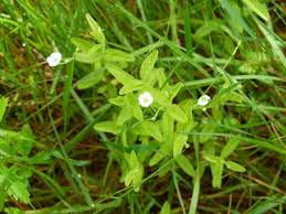 Attēlu rezultāti vaicājumam “Moehringia lateriflora leaf”