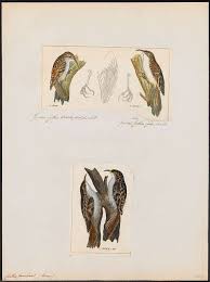 Attēlu rezultāti vaicājumam “Certhia familiaris”