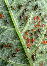 Attēlu rezultāti vaicājumam “Sternorrhyncha”