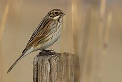 Attēlu rezultāti vaicājumam “Emberiza schoeniclus eggs”
