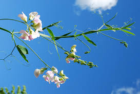 Attēlu rezultāti vaicājumam “Lathyrus latifolius leaf”