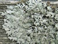 Attēlu rezultāti vaicājumam “Parmelia sulcata”