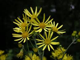 Attēlu rezultāti vaicājumam “Jacobaea paludosa flower”