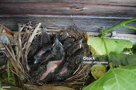 Attēlu rezultāti vaicājumam “Turdus merula nest”