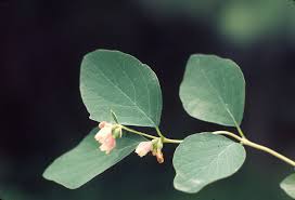Attēlu rezultāti vaicājumam “Symphoricarpos albus flower”