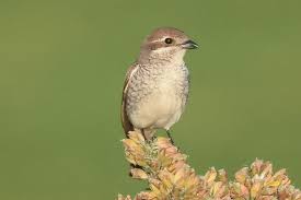 Attēlu rezultāti vaicājumam “Lanius collurio female”