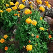 Image result for Meconopsis cambrica