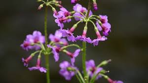 Attēlu rezultāti vaicājumam “Pulmonaria obscura bud”